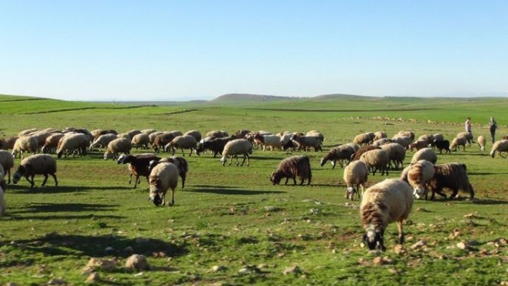 "Kütləvi sürətdə örüş-otlaq sahələrinin əkin dövriyyəsinə cəlb edə bilmərik"