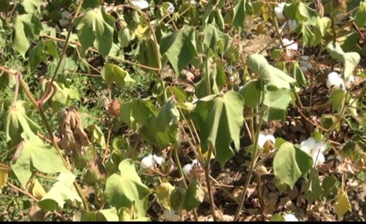 Pambıq sahələri susuz qalıb - "Ağ qızıl" məhv olur