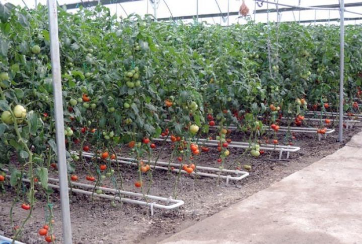 6 hektar sahədə yeni istixana kompleksi