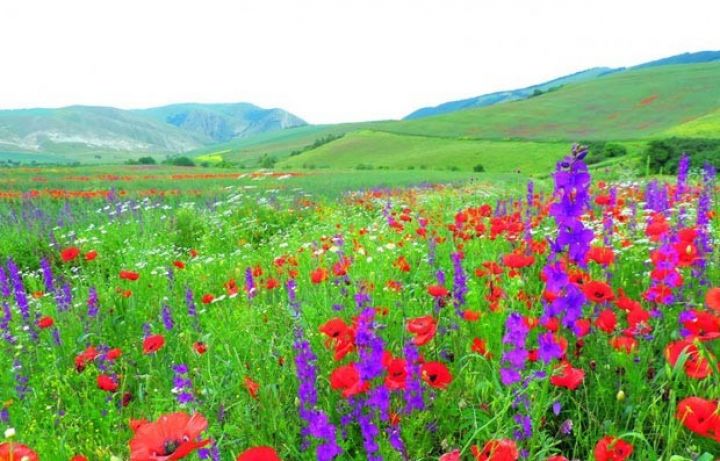 Sabah səyahətə çıxanların nəzərinə - HAVA PROQNOZU