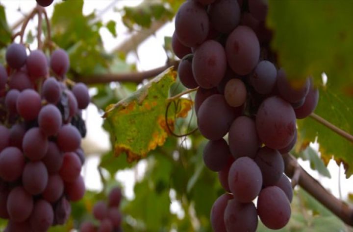 Azərbaycanlı bağban Saxalində üzüm yetişdirib