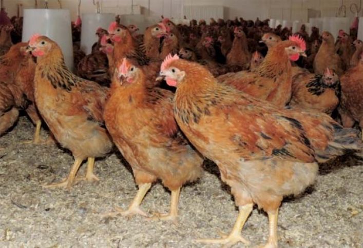 Seleksiya yolu ilə əldə edilən “Lider 55” toyuqları satışa çıxarılacaq