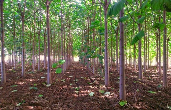 Azərbaycanda mebel üçün ağaclar əkən aqropark