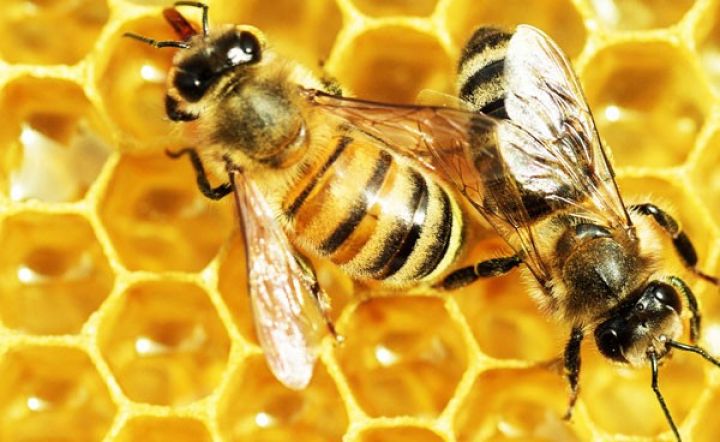 Azərbaycanda bal istehsalı: yeniliklər, planlar, problemlər