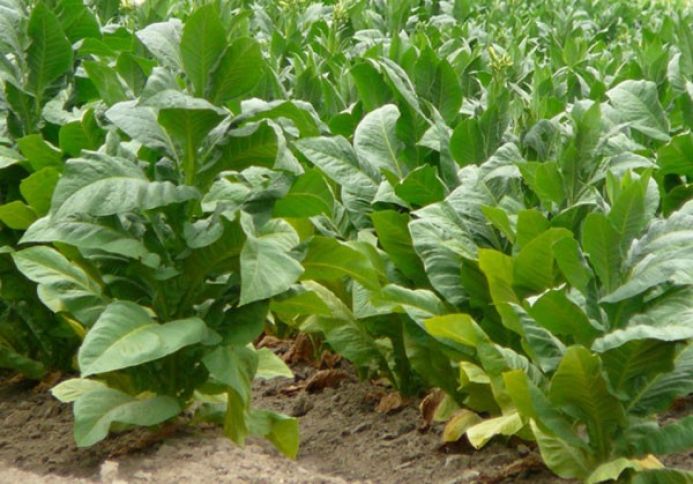 Tütün İstehsalçıları və İxracatçıları Assosiasiyası yaradılıb