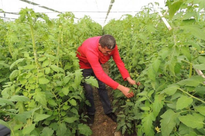 Füzulidən Rusiyaya ixrac olunacaq