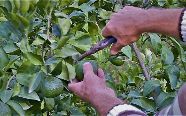 "Hazırki qiymət çəkdiyimiz zəhməti ödəmir"
