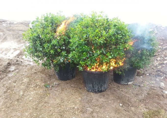 İtaliyadan idxal edilən dekorativ bitkilər məhv edildi