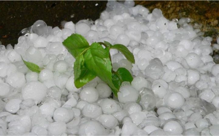 Şirkətlər bitkiləri sığortalamağa peşiman olublar