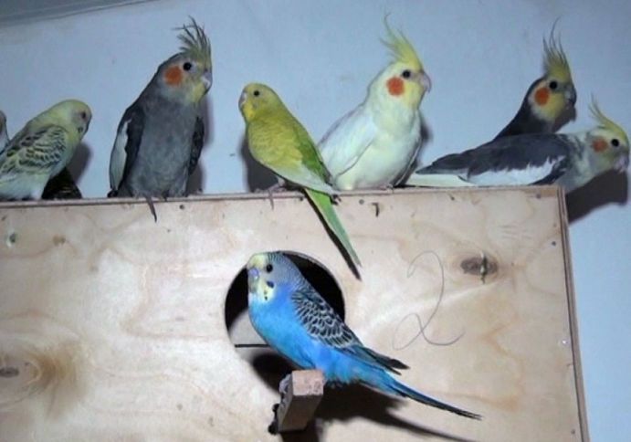 Tutuquşu təsərrüfatı yaradılıb, cütünü 30-60 manata satır