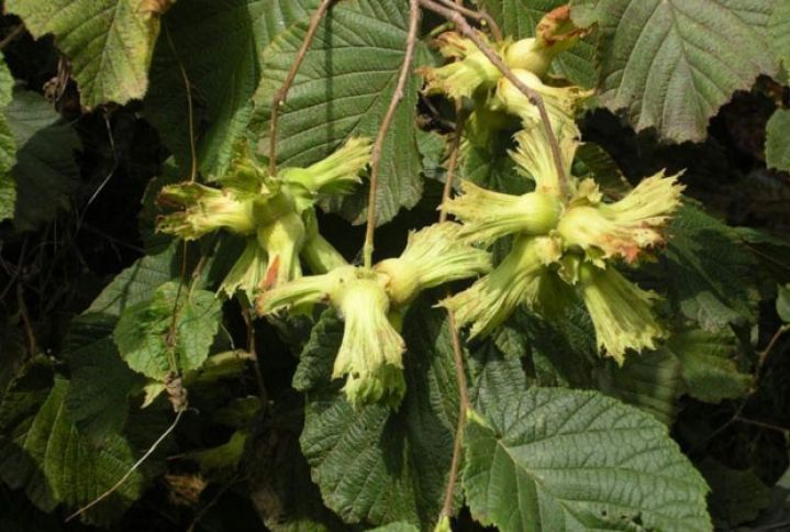 250 tondan çox fındıq yığacağını gözləyən rayon