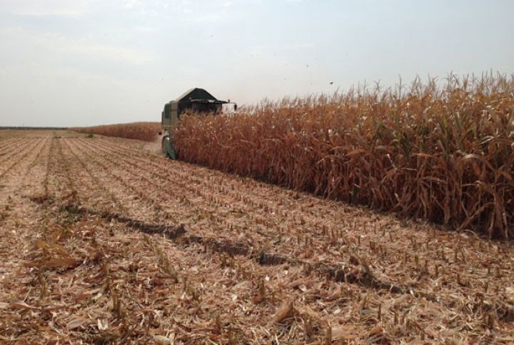 Ölkənin ən iri qarğıdalı istehsalçısı nə qədər məhsul yığdı?