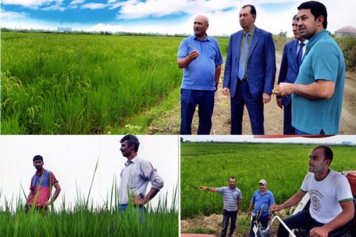 Yeni yaradılmış “Qreen EAST” 160 hektarda çəltik əkib