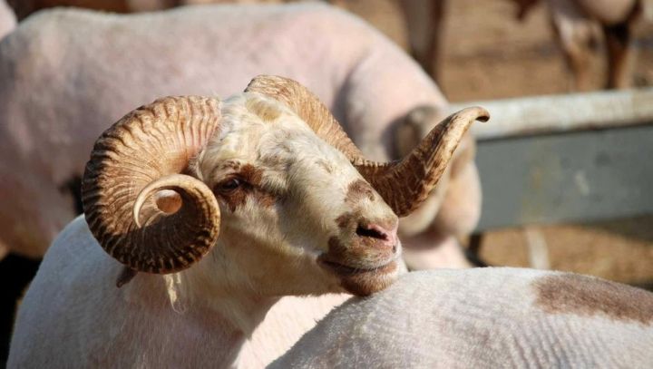 İki qurum Qurbanda birgə fəaliyyət göstərəcək 