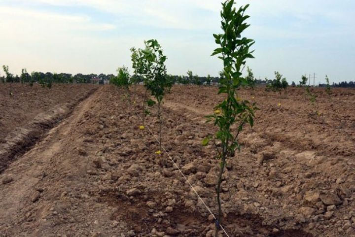 Azərbaycan meyvəçiliyində bir ilk –ŞAXTANI AŞAĞI SALACAQ AVADANLIQ QURAŞDIRILACAQ