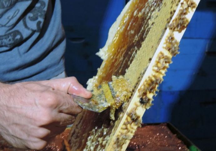 Qubadan Yaponiyaya ixrac edir