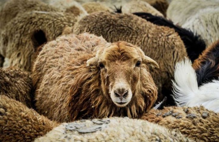 Gürcüstandan böyük sayda heyvan gətirildi -  SATIŞA 35 MİN BAŞ ÇIXARILACAQ