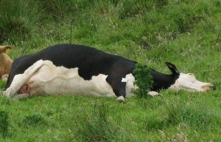 100 başdan çox iribuynuzlu heyvan tələf oldu - SƏBƏB