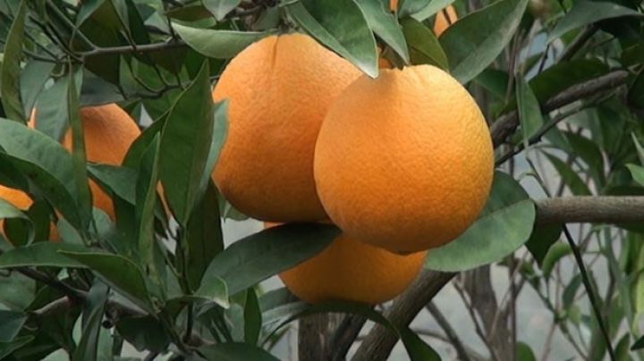 Astarada 2542 ton yığılması proqnozlaşdırılır