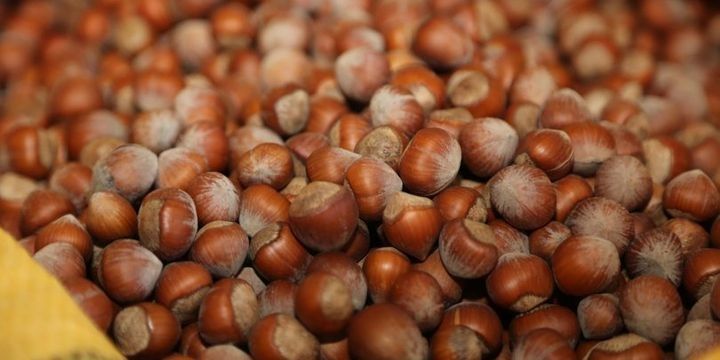 Azərbaycan şirkəti BƏƏ-yə fındıq ixrac etməyə hazırlaşır