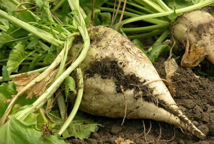 Şəkər çuğunduru əkini 2 dəfə artırılıb - 14 MİN HEKTAR