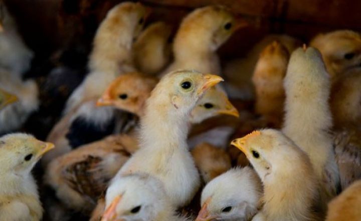 İşçiləri broyleri talayırmış - 7 nəfər həbs edildi