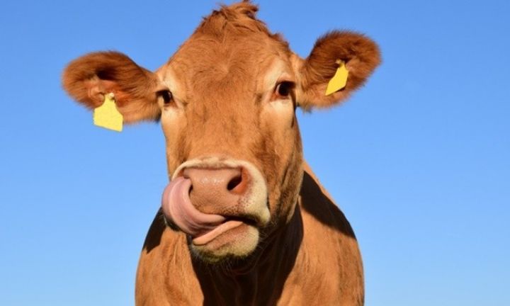 Azərbaycanda mal-qaranın sayı azalır