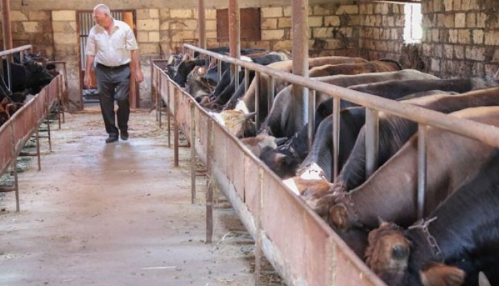 "AccessBank"ın hesabına 50 baş danası, 100 baş qoyunu var - REPORTAJ