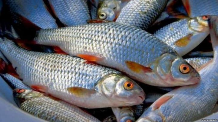 Azərbaycanda balıqartırma zavodu investisiya müsabiqəsinə çıxarılıb