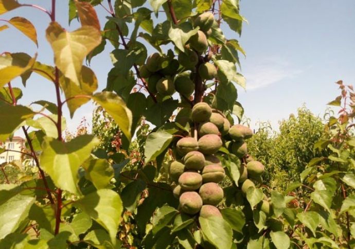 Avropadan gətirilib - iyulda deyil, avqustda yetişir