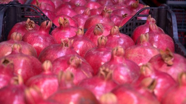 "Azərbaycanda narın məhsuldarlığını artırmaq lazımdır"