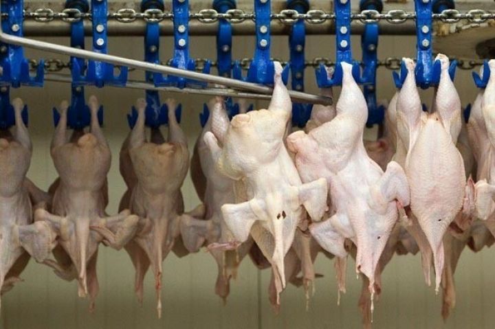 "Quş əti olmasa, mal-qoyun əti 50 manat ola bilər"