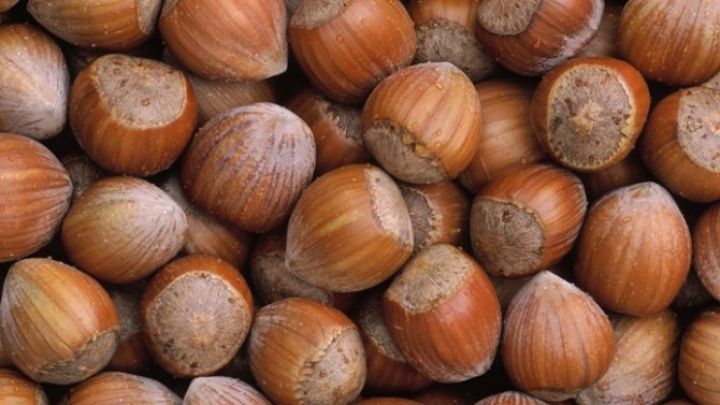 Azərbaycanın 12 fındıq şirkəti İsveçrəyə gedir