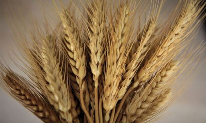 Taxıl və yem bitkiləri alınır - İSTEHSALÇILARIN NƏZƏRİNƏ