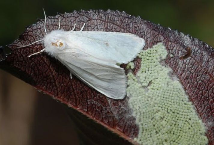 Aqrar sektor üçün "Amerika ağ kəpənəyi" təhlükəsi yaranıb