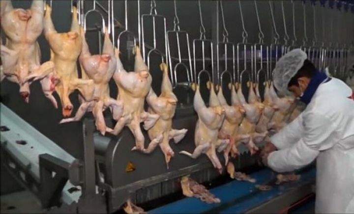 "Aqrolizinq" quş kəsim sexi avadanlığı alır