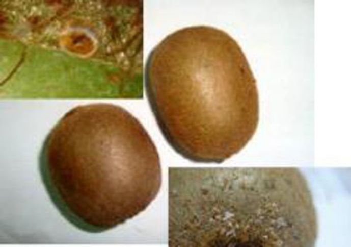 Kartofdan sonra,“Güllü-80” şirkətinə göndərilən kivi də zərərli çıxdı