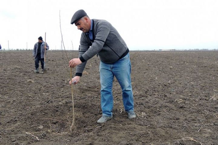 Hesabat və arayış təqdim etməyən kəndli cərimə oluna bilər