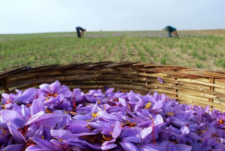 Zəfərandan yüksək gəlir götürmək mümkündürmü?