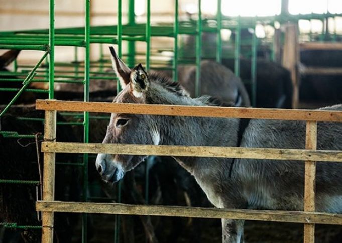 Abşeronda fəaliyyət göstərən ulaq təsərrüfatı dövlət qeydiyyatına alınmayıb