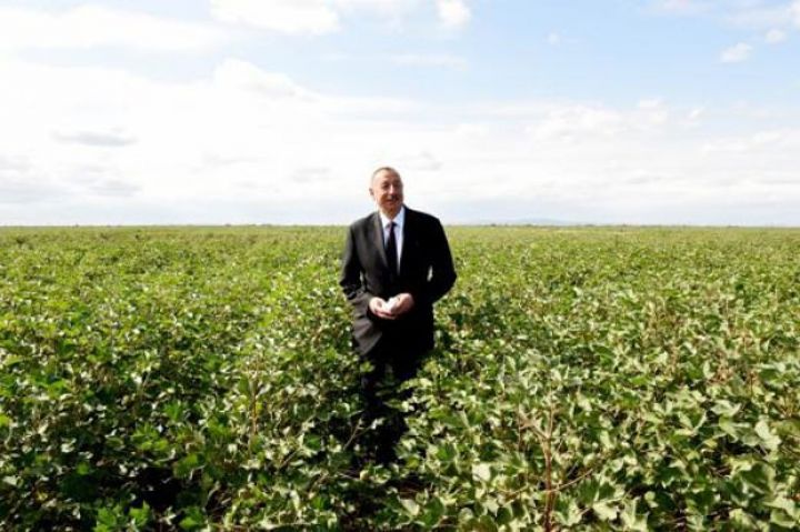 2018-ci ildə 260 min ton pambığın tədarükü nəzərdə tutulur