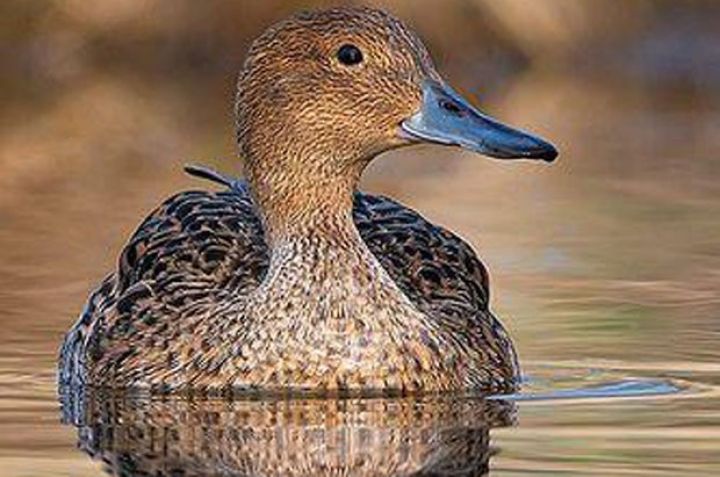 Ovlanmasına icazə verilən heyvan və quşların SİYAHISI açıqlanıb