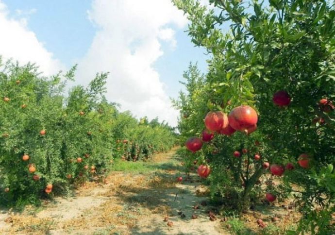 Kürdəmirdə nar ixracına başlanılıb