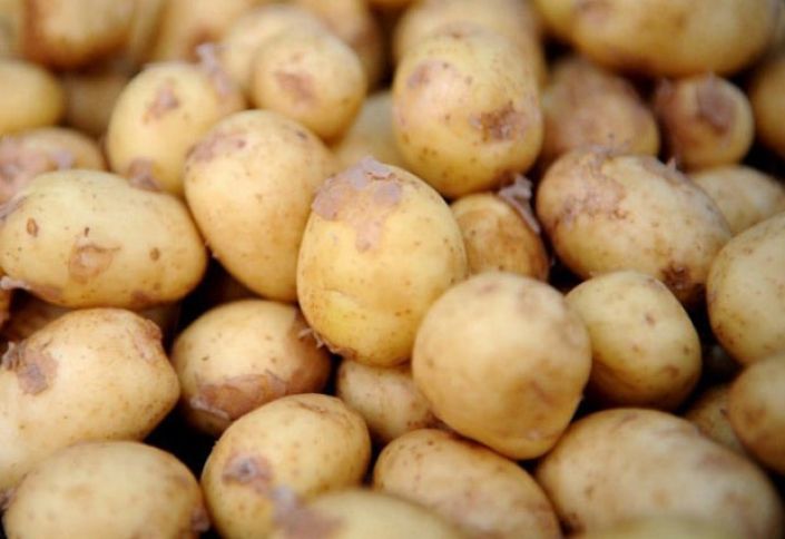 Kartof əkini sahələrini artırırlar