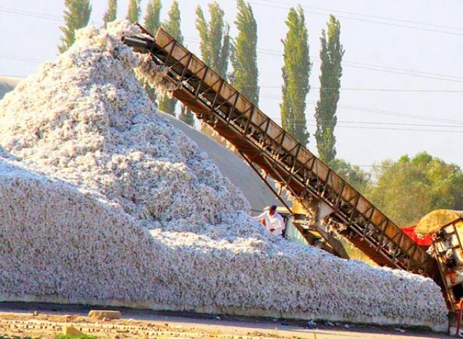 Pambıq təhvilindəki son vəziyyət açıqlandı