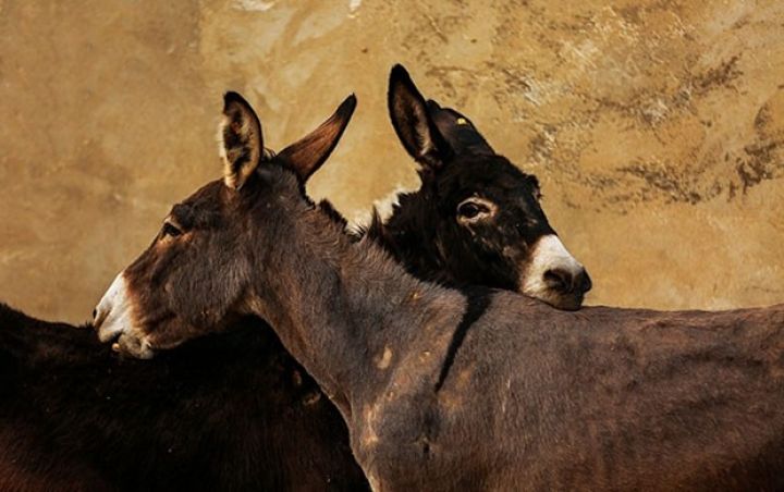 “Eşşəklərimiz Bethovenə, Baxa qulaq asırlar” - EŞŞƏK FERMASINDAN REPORTAJ