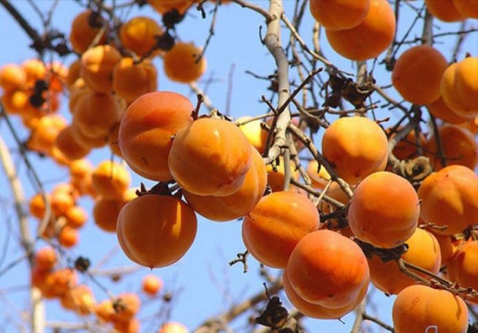 Zaqatalada istehsalı 6 min tona çatacaq - Rusiya bazarlarına ixrac edilir