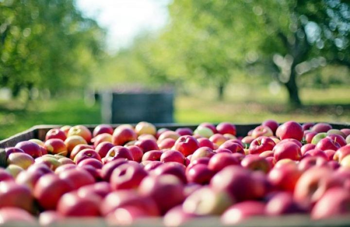 Yerli sort 40-50 qəpiyə, xarici sort 0.80-1 manata alınır 