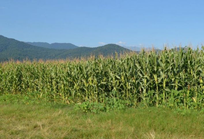 Bu rayonda qarğıdalı istehsalının 44 min tona çatacağı gözlənilir