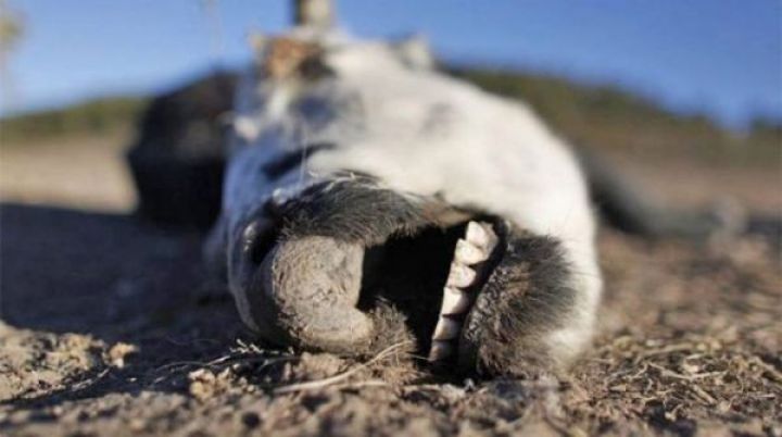 Çiçək xəstəliyi yayılıb - ƏHALİYƏ XƏBƏRDARLIQ